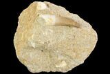 Fossil Plesiosaur (Zarafasaura) Tooth - Morocco #121695-1
